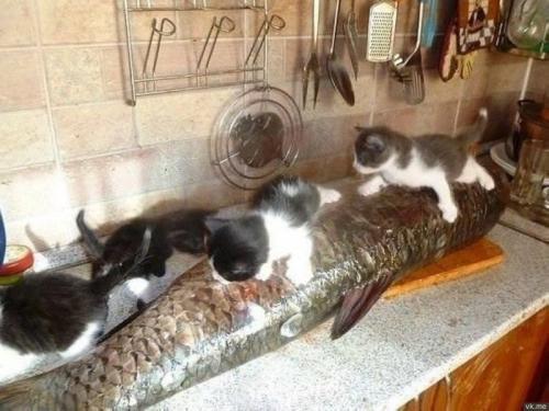 fishandcats.jpg