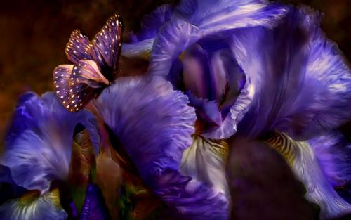 iris-with-purple-butterfly.jpg