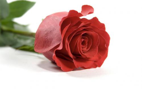 7004274-red-rose-love.jpg